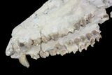 Oreodont (Merycoidodon) Partial Skull - Wyoming #95062-7